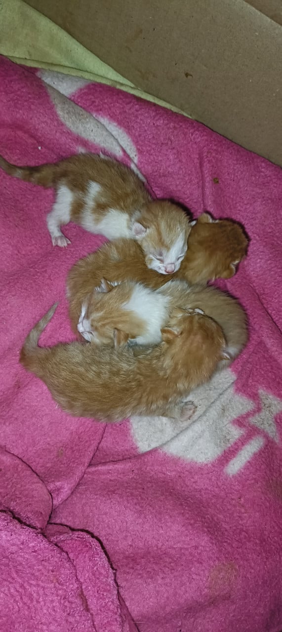 Kittens