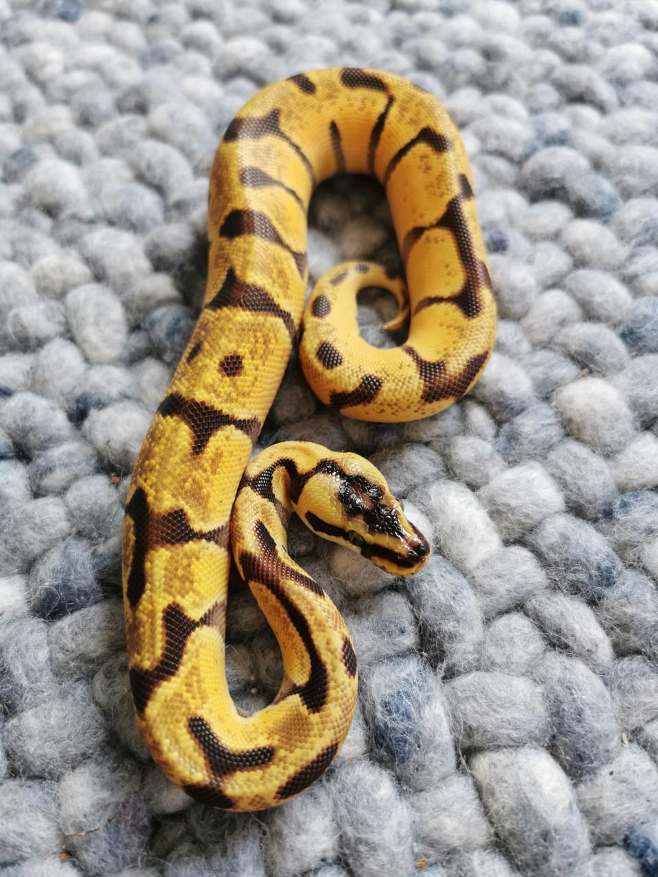 Super Enchi Pastel Koningspython (mannetje)