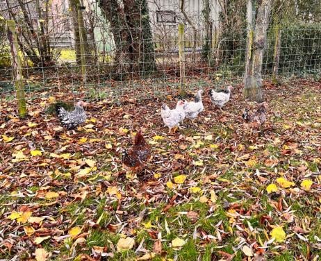 6 Wyandotte Kriel hennen