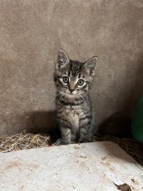 2 lieve kittens