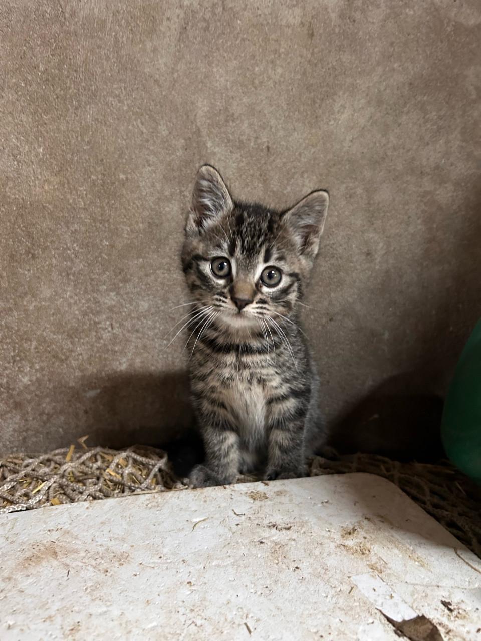 2 lieve kittens
