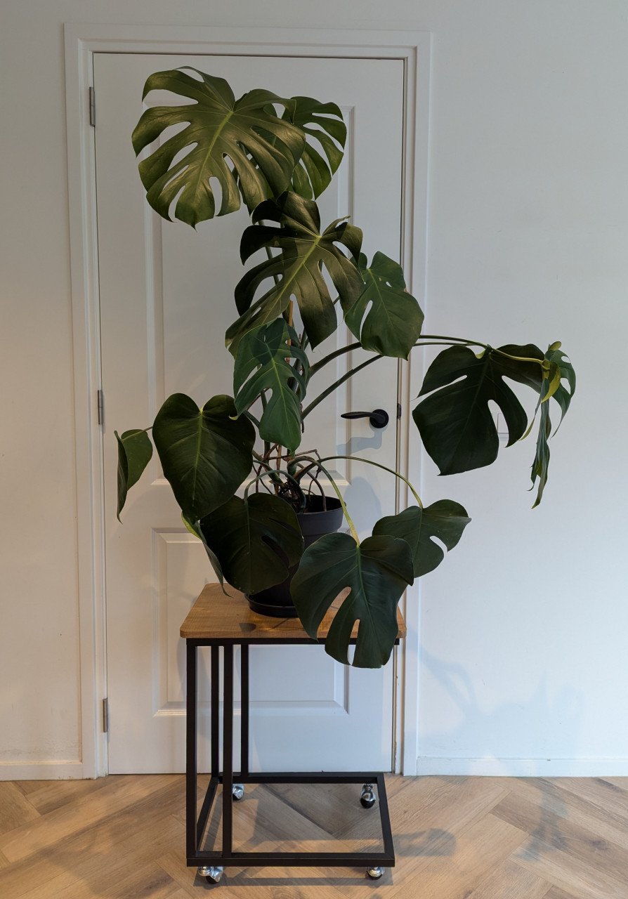 Monstera