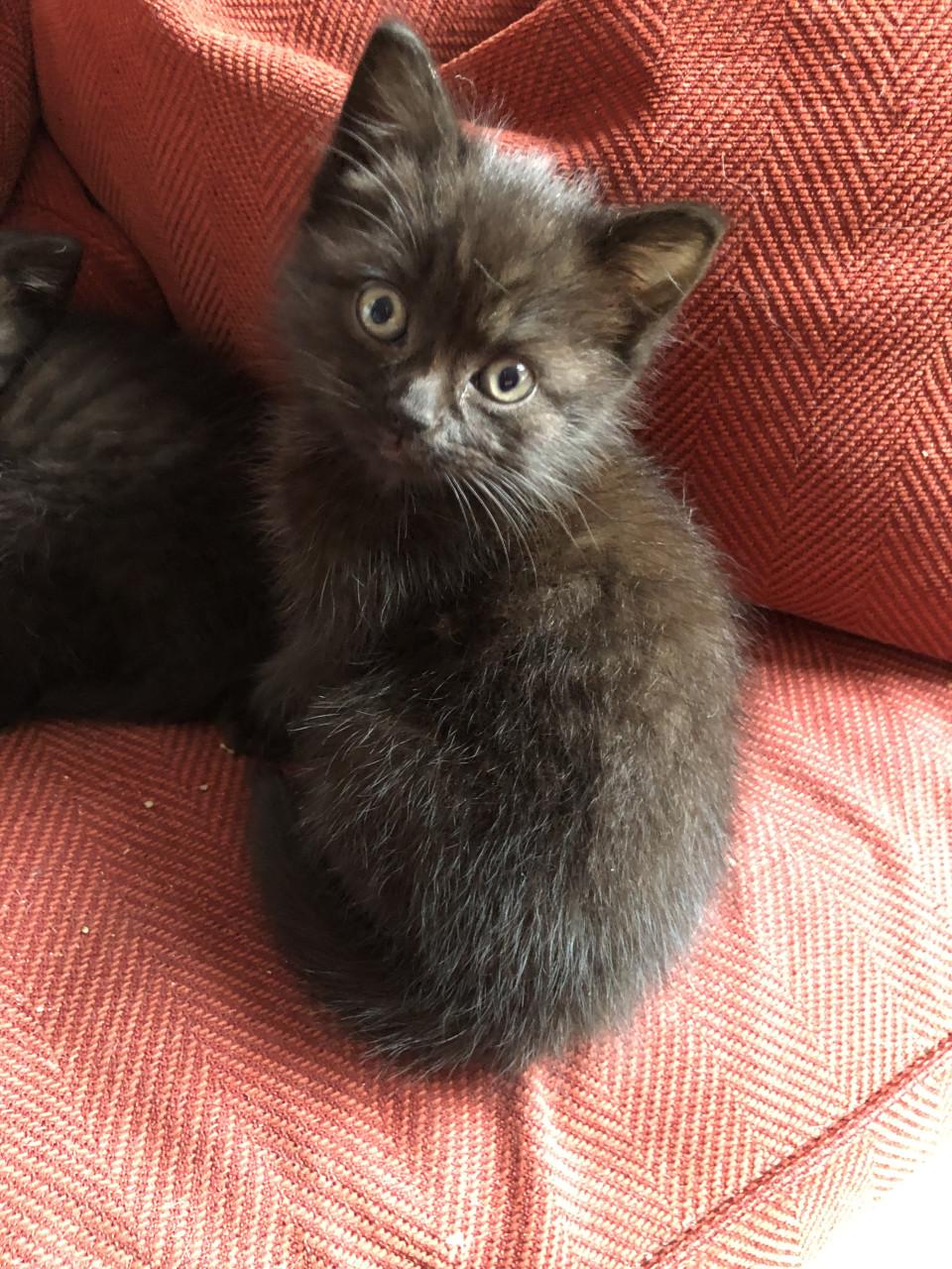 Lieve kittens