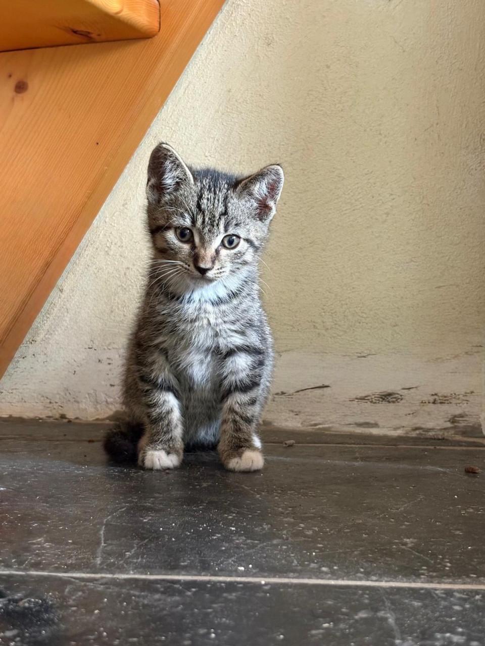 Kittens - mogen direct weg!
