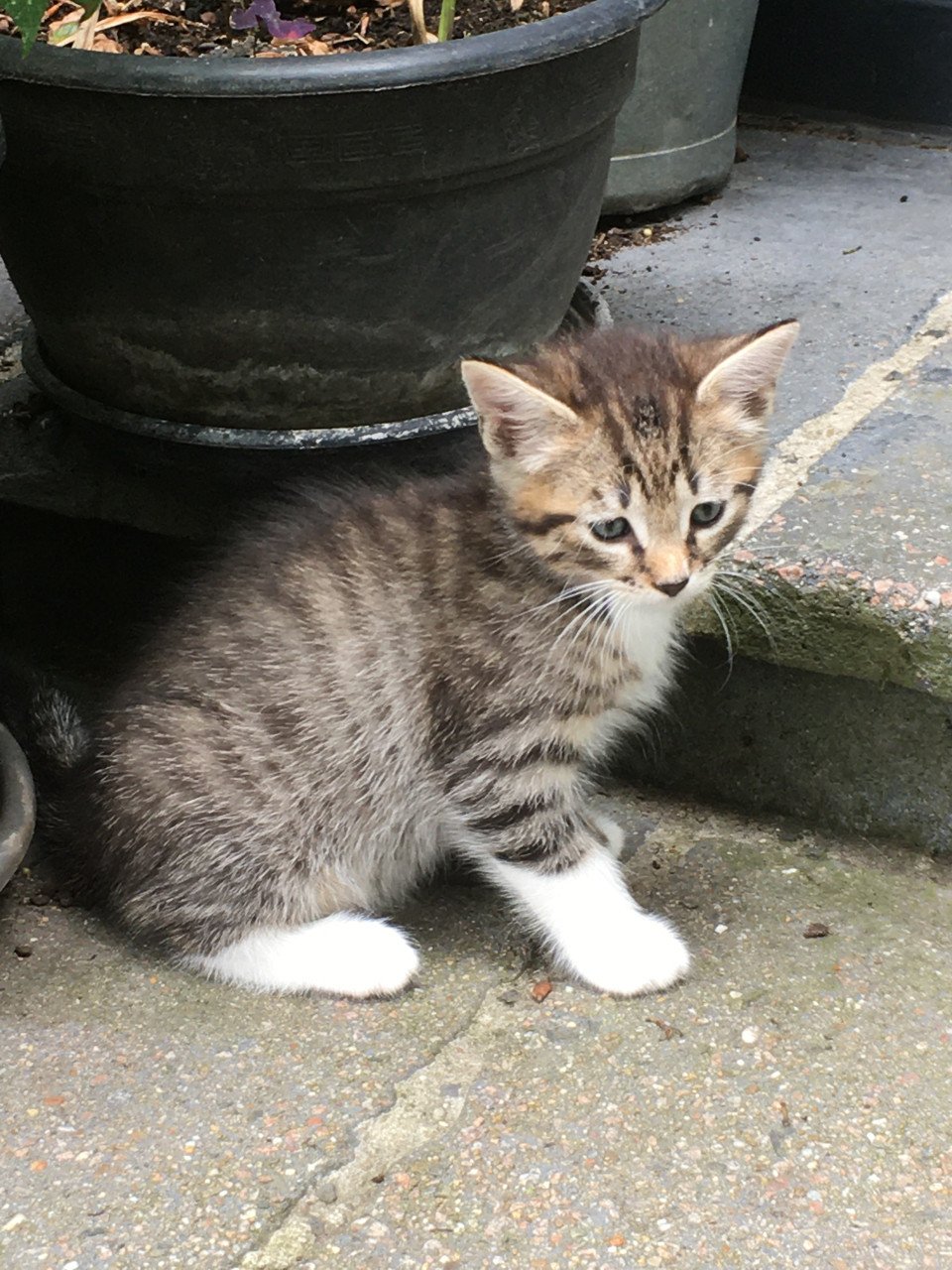 Kittens, 8 weken oud
