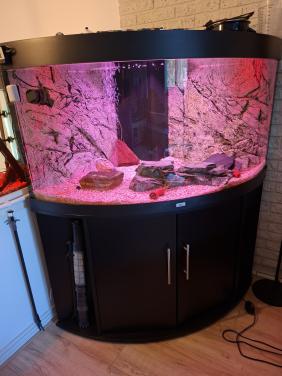 Te koop: nette Juwel 350 hoek aquarium