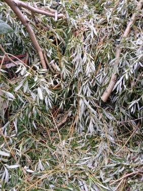 Wilgenhout van getopte boom