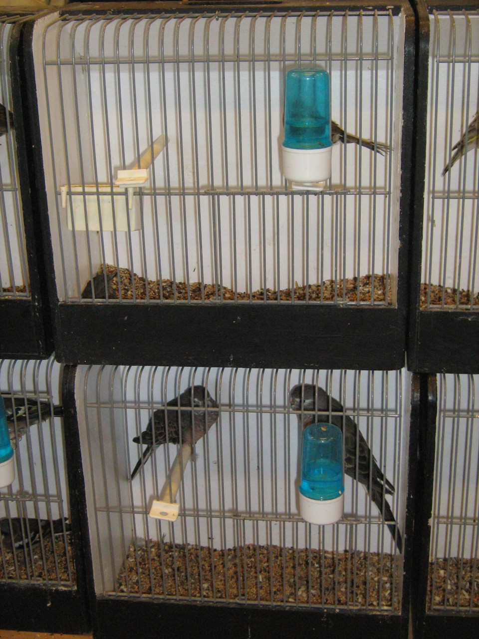 Zaterdagmorgen 11 oktober vogelbeurs de Vogelvrienden Goes
