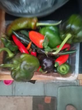 GRATIS!!!! Paprika's en punt-paprika's---voor de liefhebber