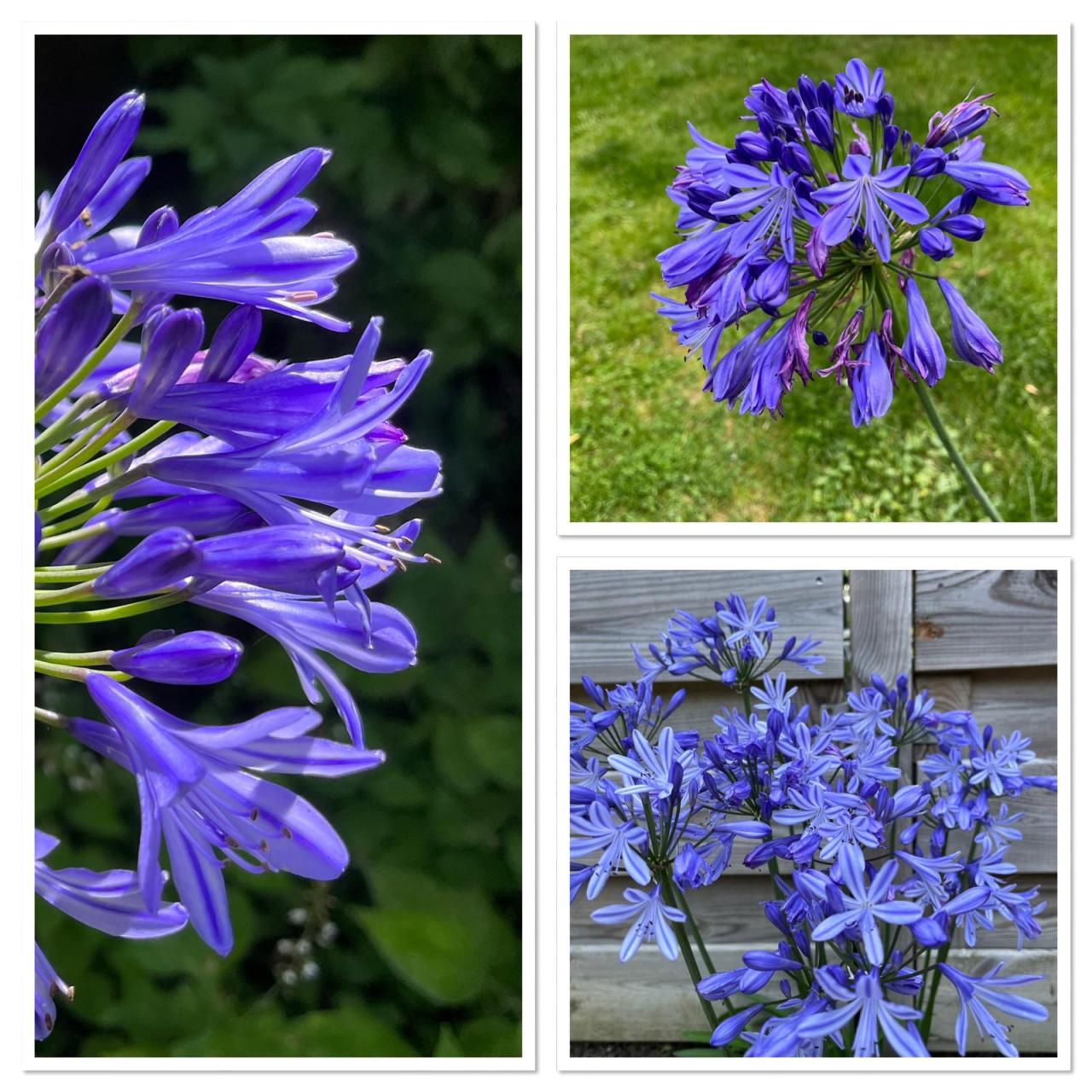 Grote AGAPANTHUS in rieten mand - VEERE