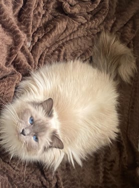 Ragdoll poes met stamboom