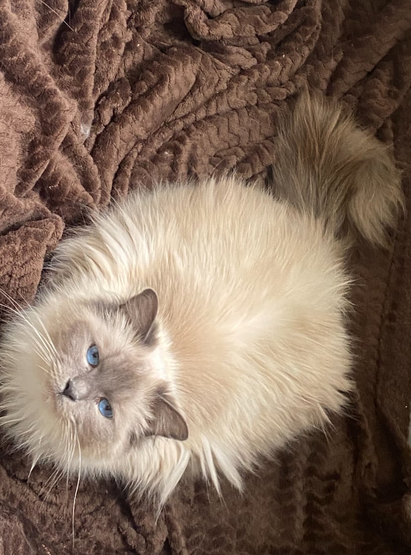 Ragdoll poes met stamboom