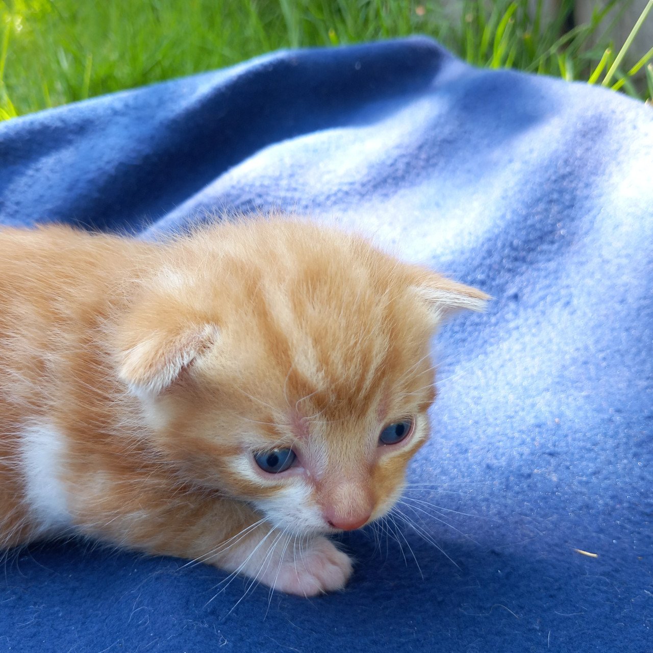 2 prachtige nestjes kittens