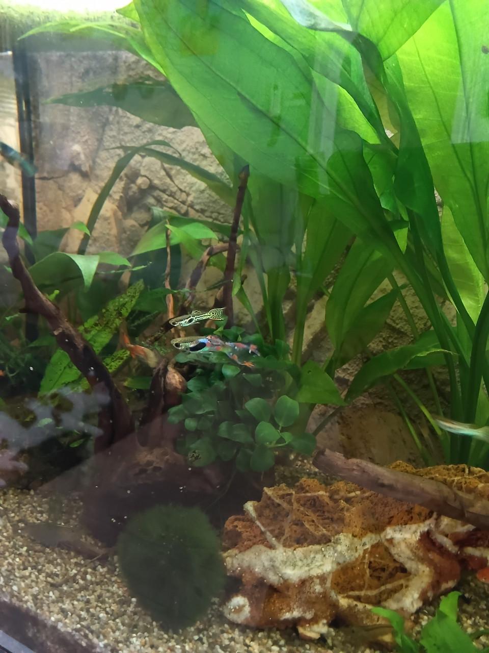 Baby guppy,s  Gratis