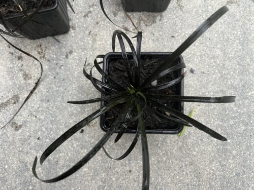 Siergras Slangenbaard (Ophiopogon planiscapus 'Nigrescens')