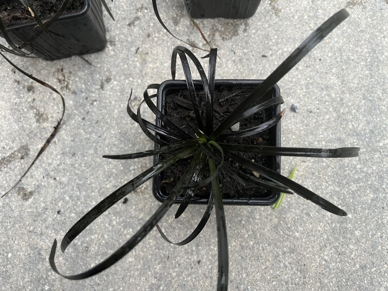 Siergras Slangenbaard (Ophiopogon planiscapus 'Nigrescens')