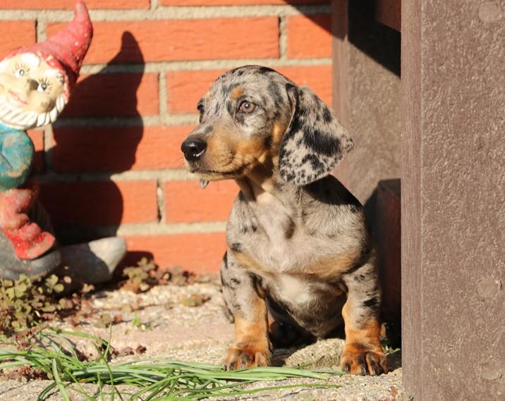 Dwerg Teckel pups