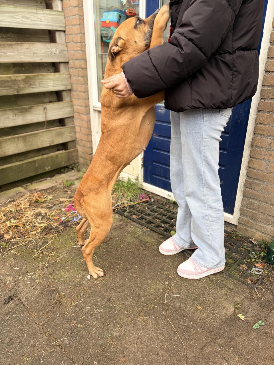 Gouden mandje voor zuma