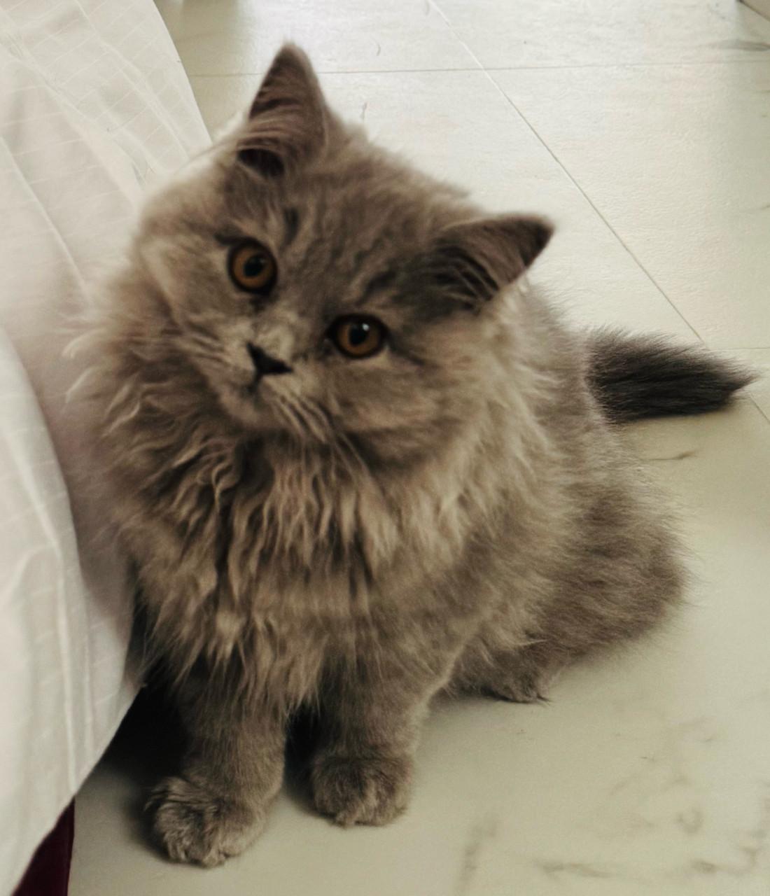 Britse langhaar kittens