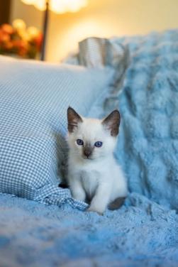 Well trained Siamese Kittens for adoption