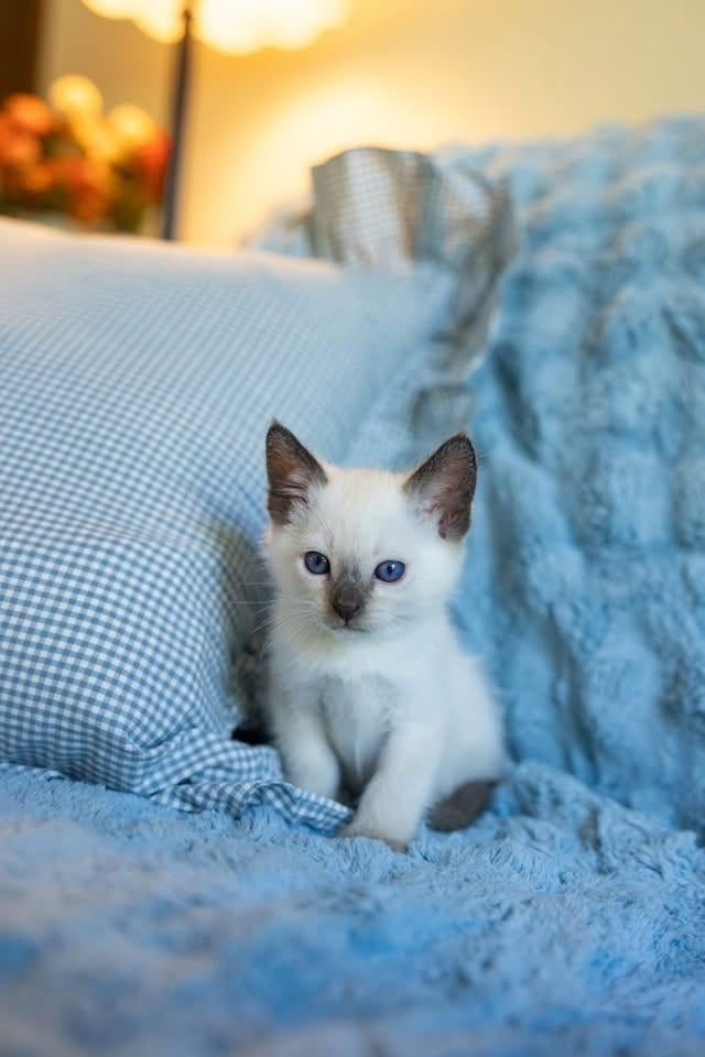 Well trained Siamese Kittens for adoption