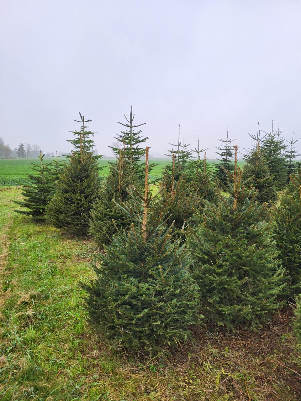 Kerstbomen 1 tot 7 meter