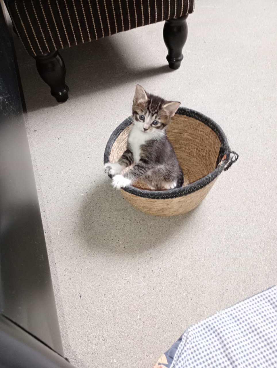 Kittens