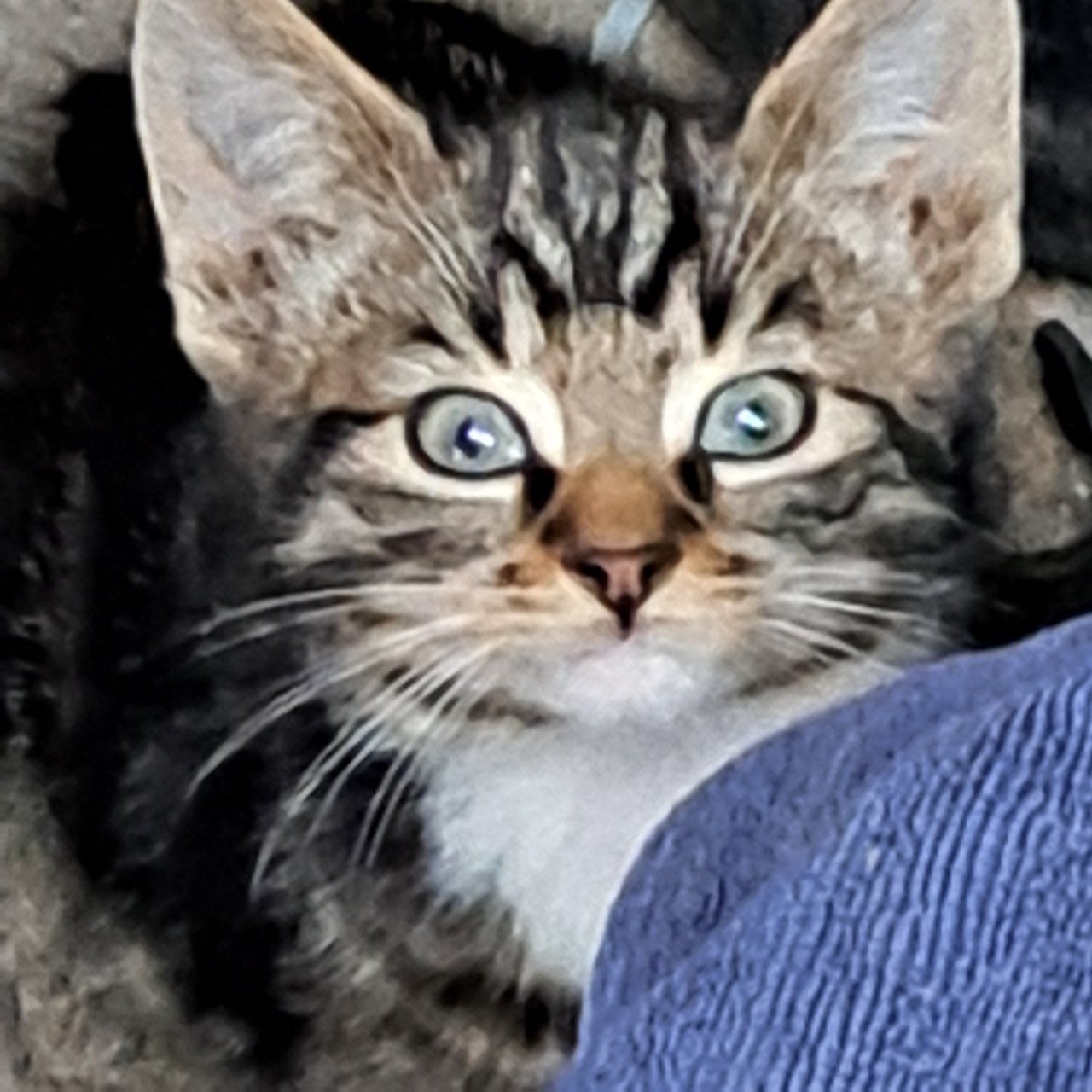 Kittens