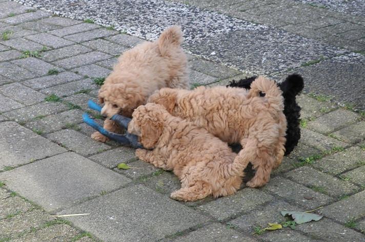 Dwerg poedel pups