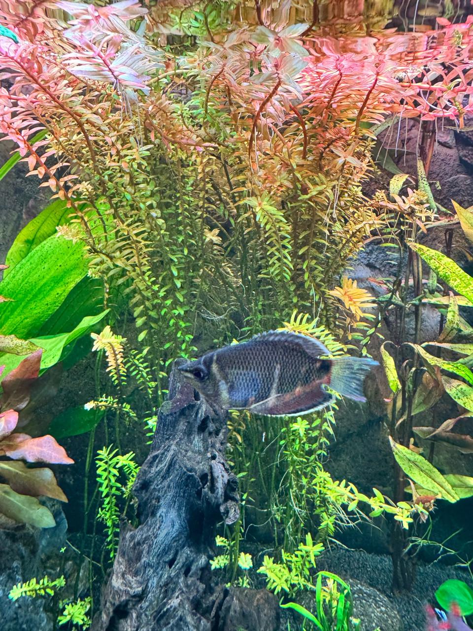 Chocolade gourami