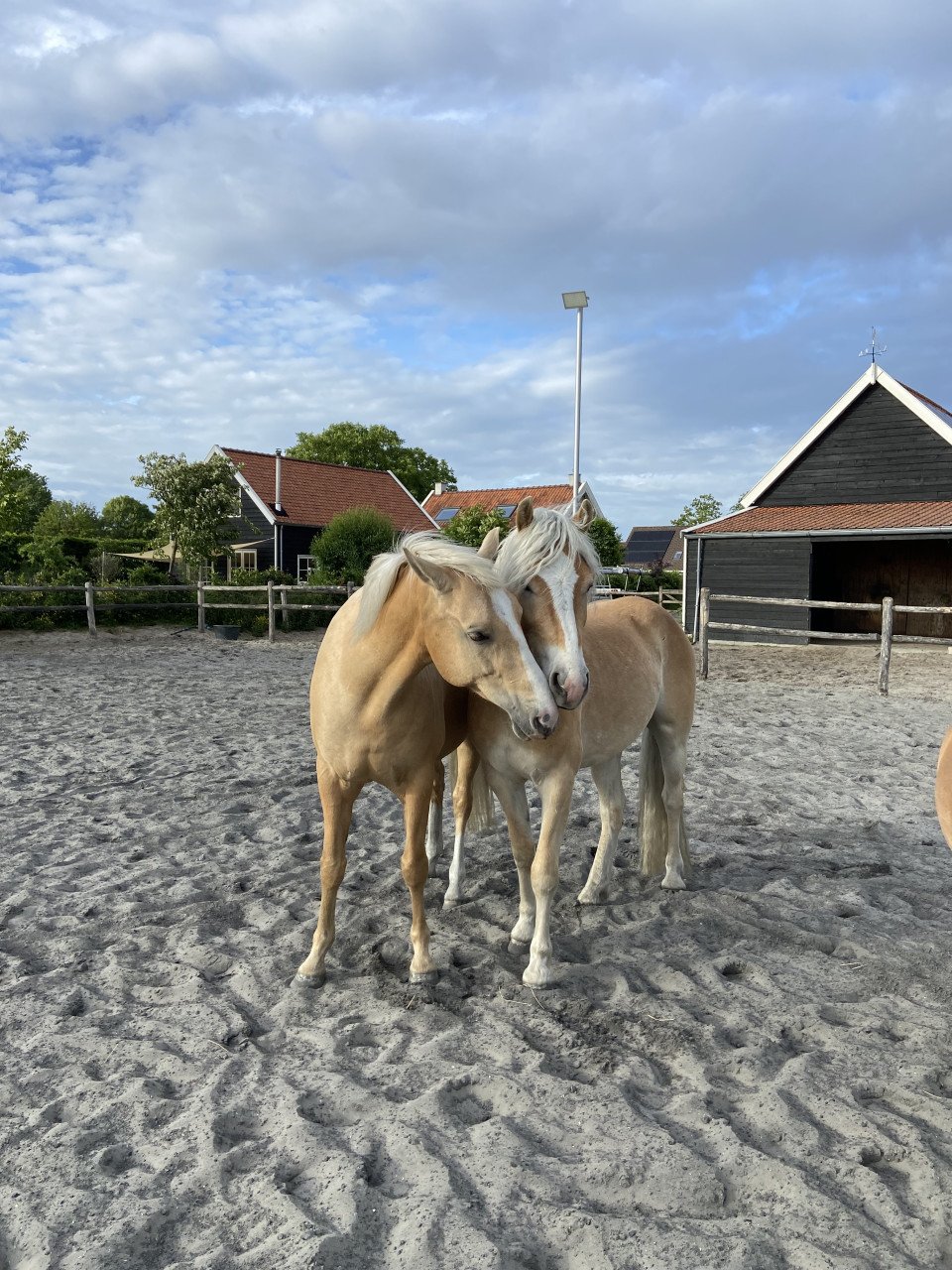 5-jarige palomino PRE merrie