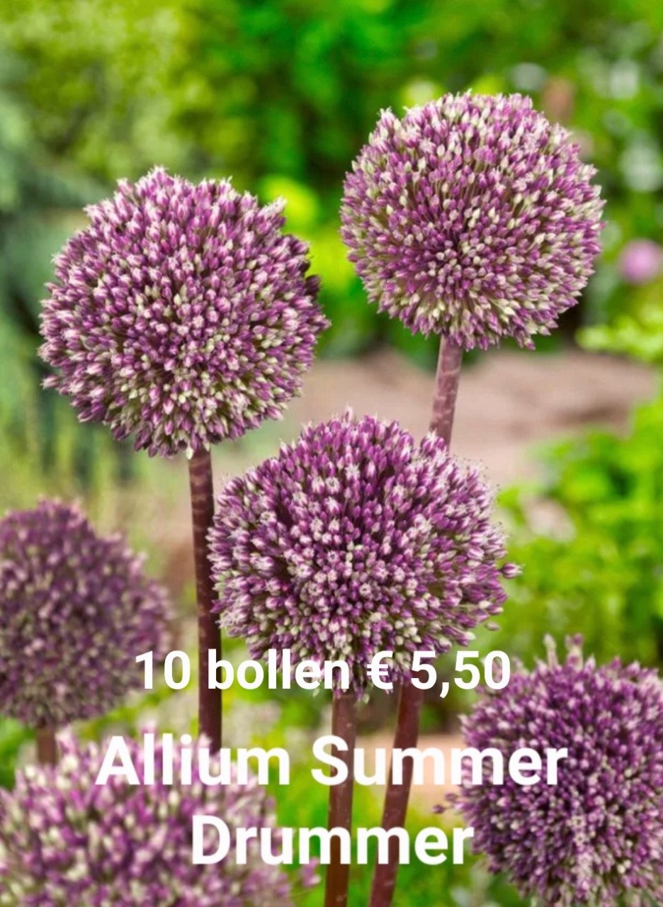 Allium bollen