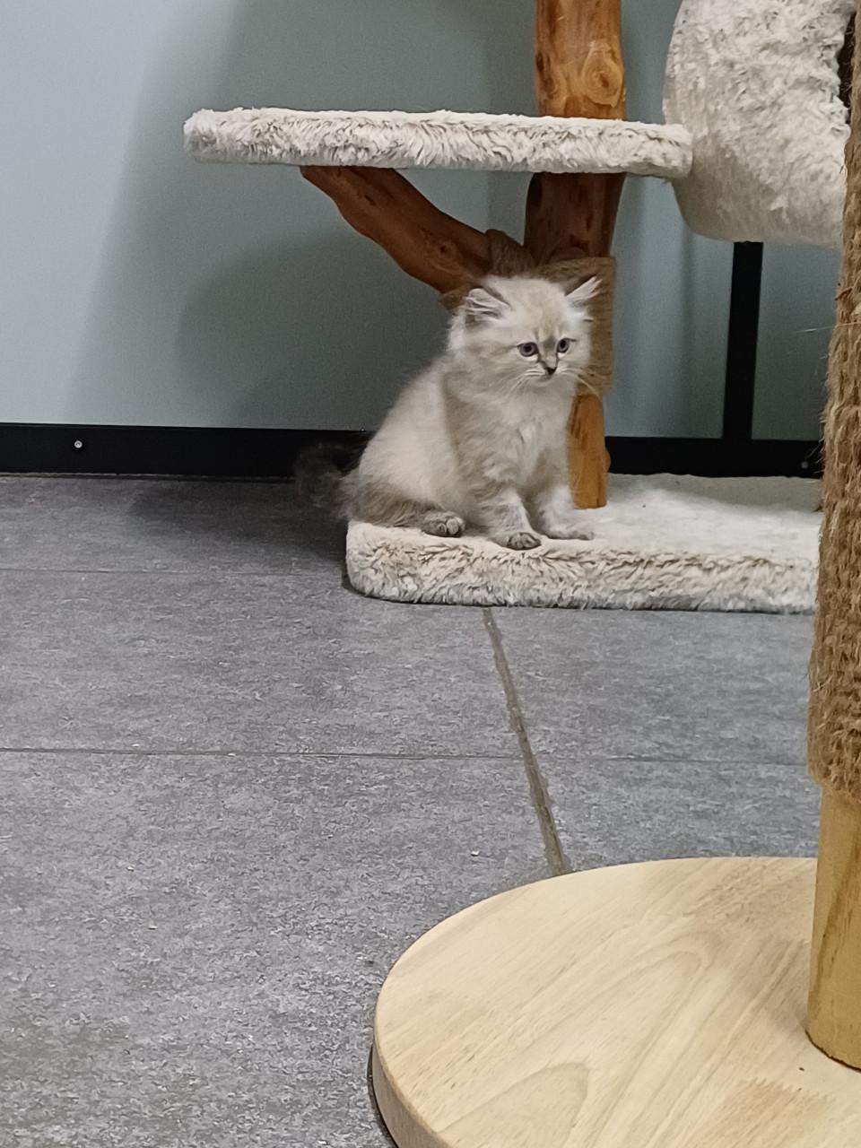 2 prachtige Ragdoll kittens beschikbaar (2 poesjes)