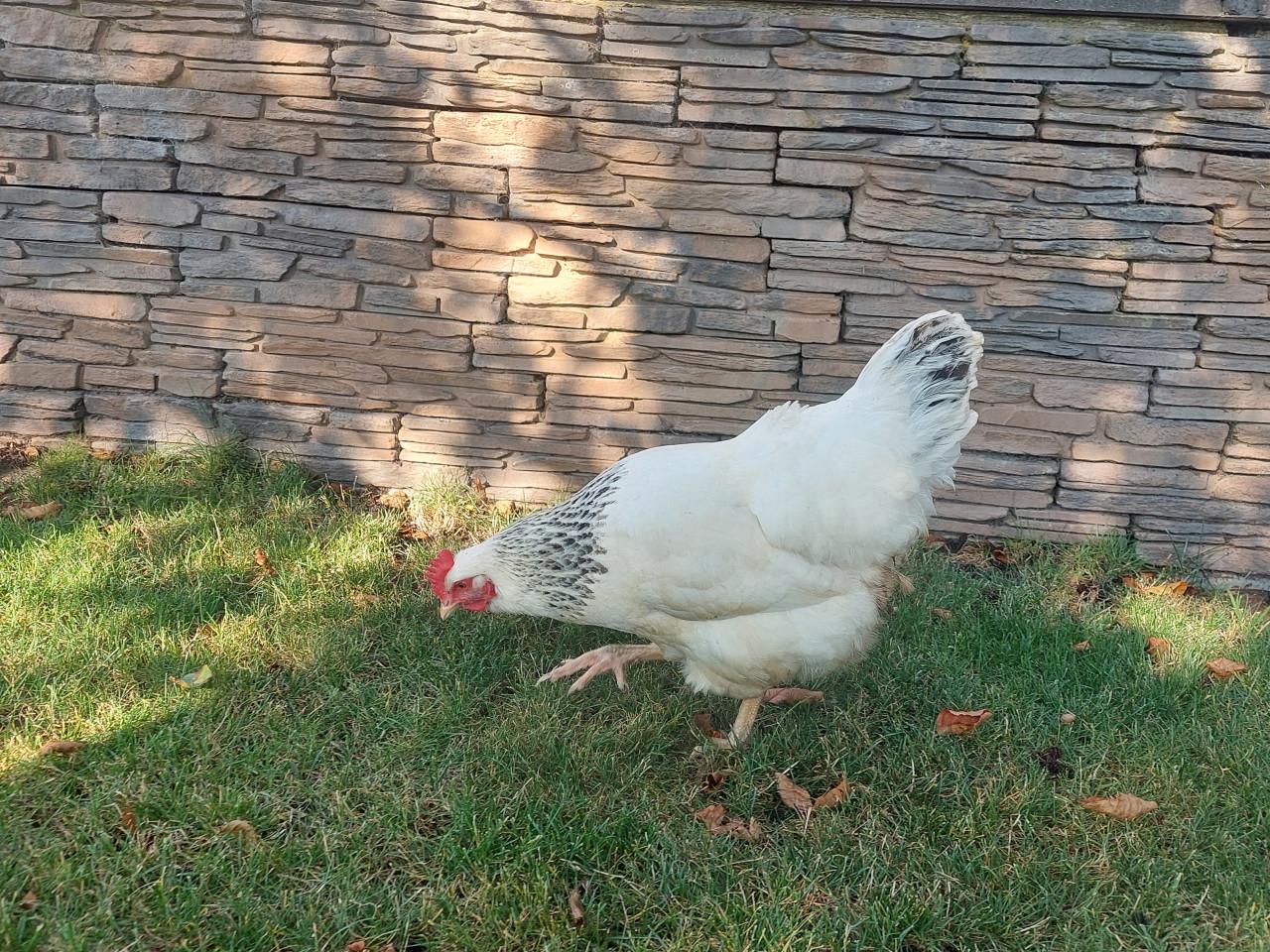 Sussex hen legkip