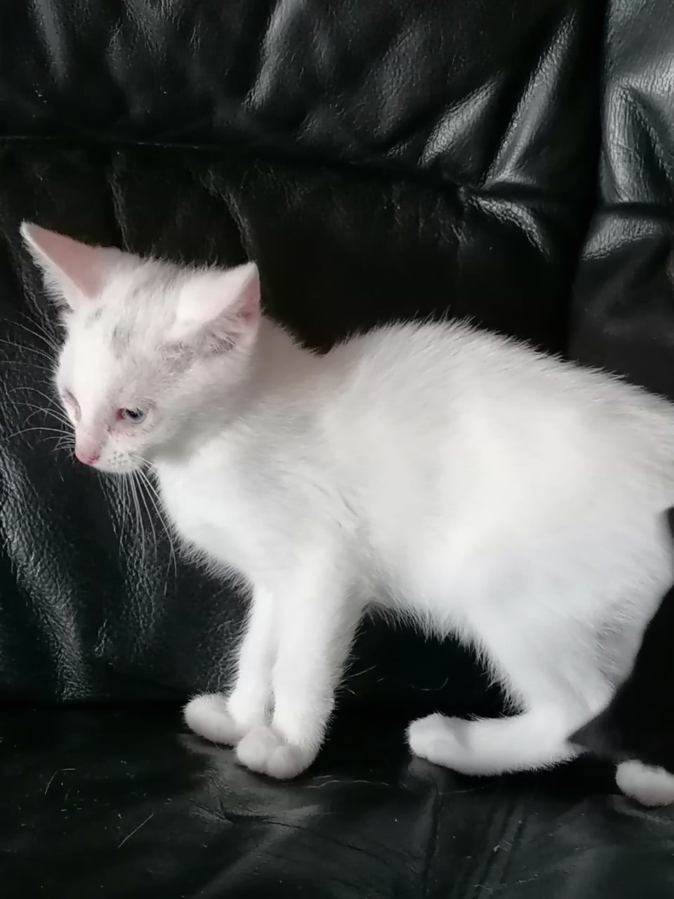Kittens