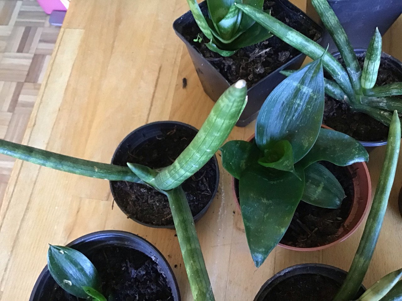Sanseveria’s