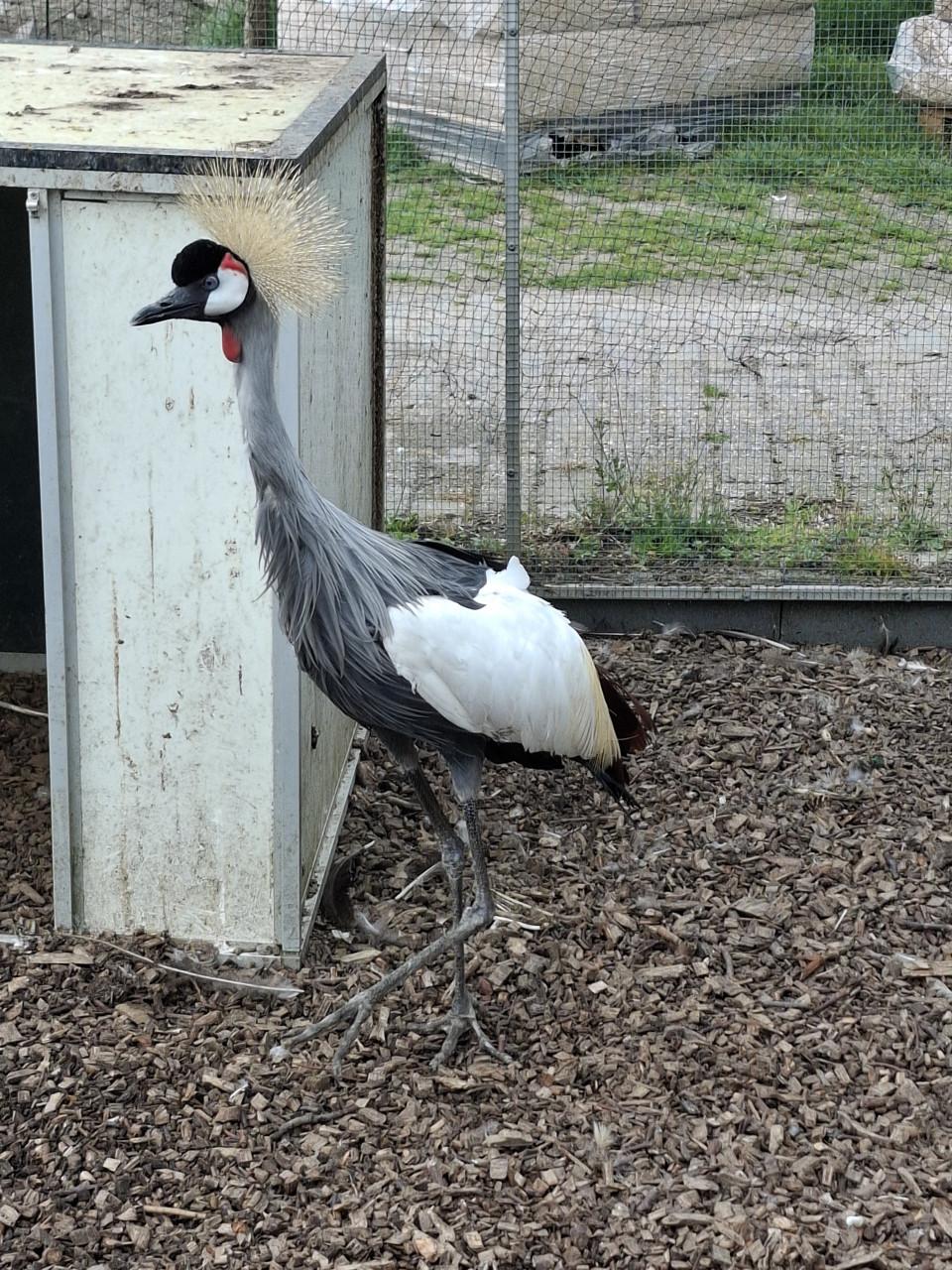 Kroonkraanvogel