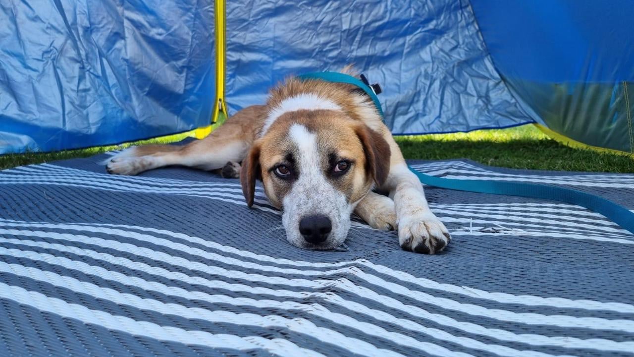 Hond zoekt baasje