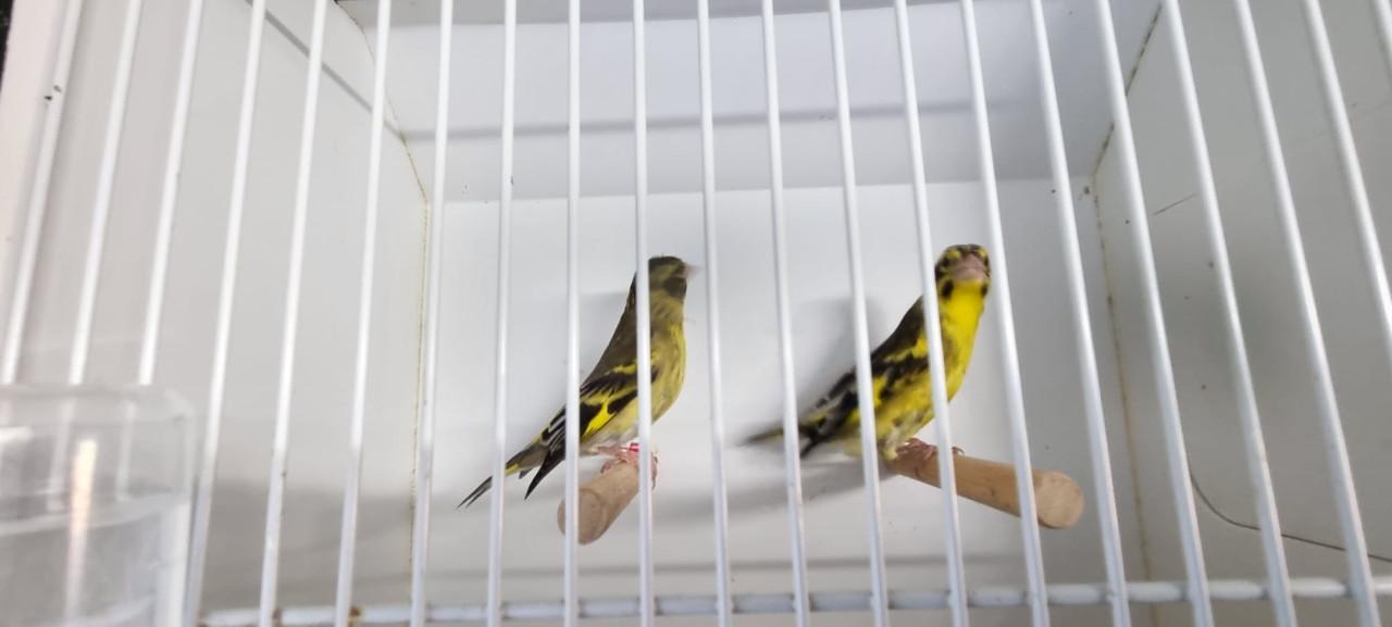 Koppel himalaya groenlingen