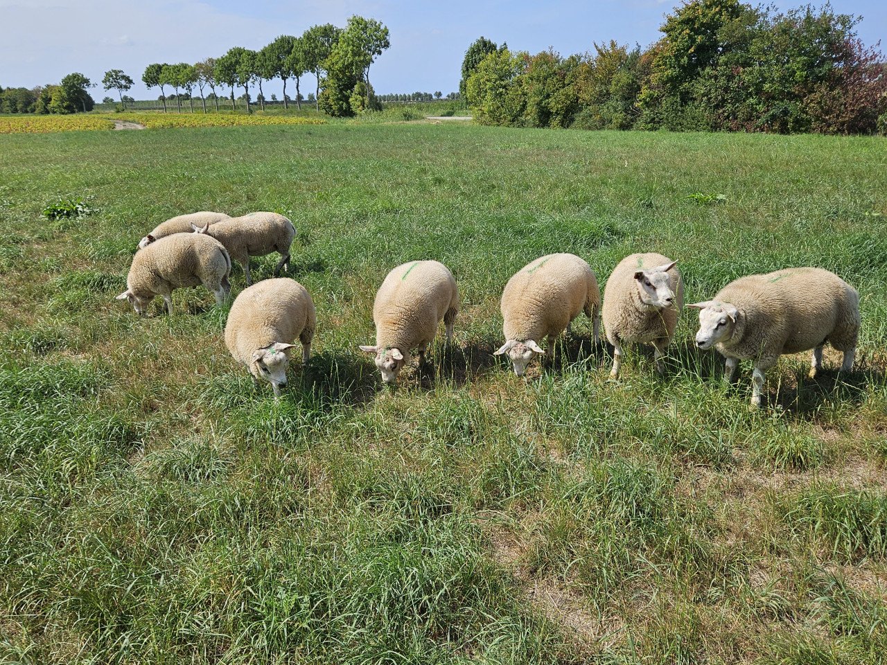 Texelaar fok/dekrammen