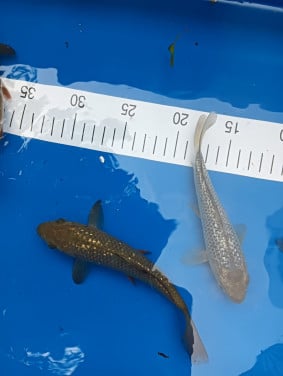 Japanse koi tosai Chagoi en soragoi