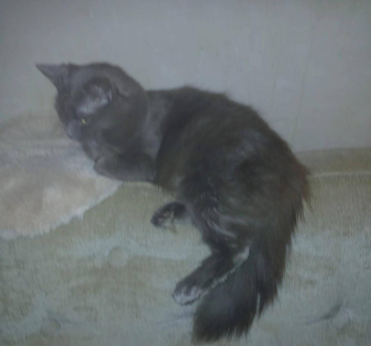 HEEL LIEF EN ZELDZAAM NEBELUNG KITTEN(BLAUWE RUS)