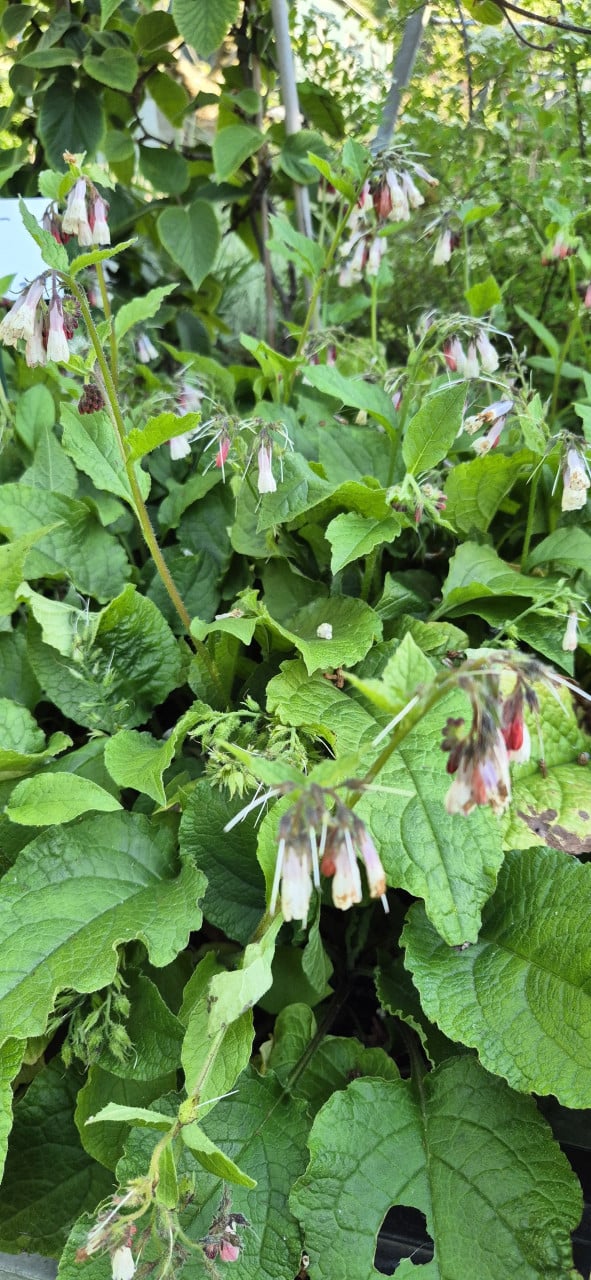Vaste planten biologisch opgekweekt
