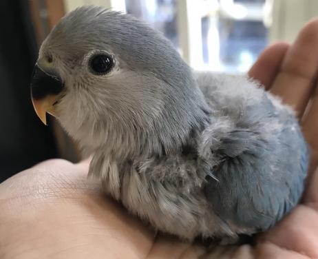 Tamme dwergpapegaai roseicollis.