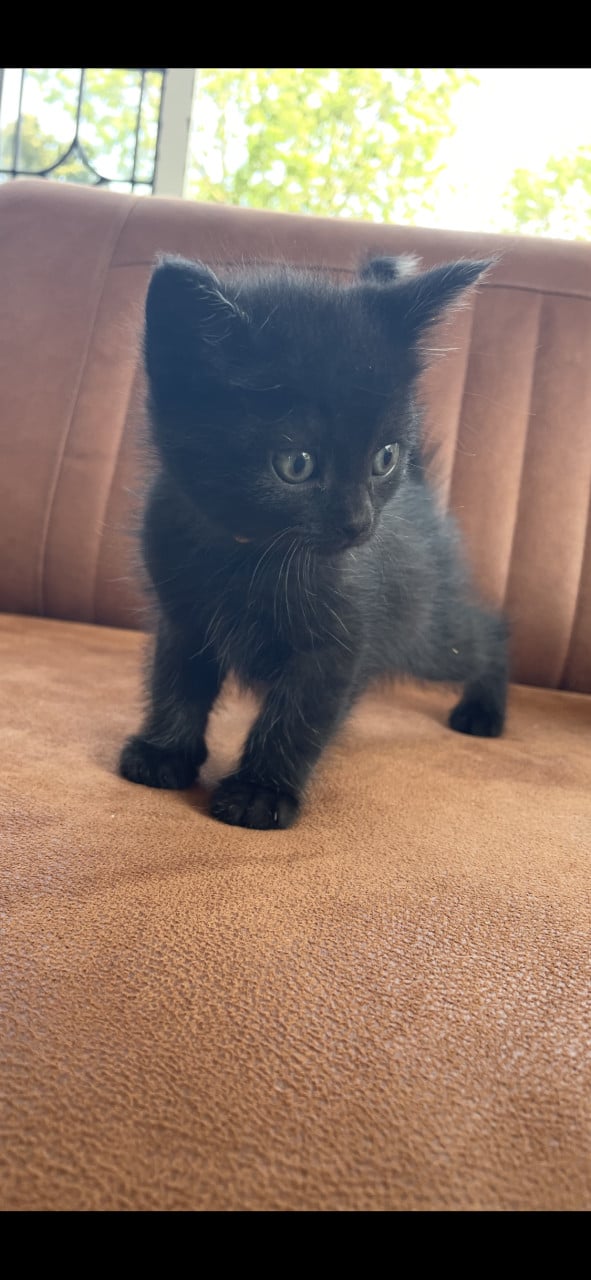 Kittens