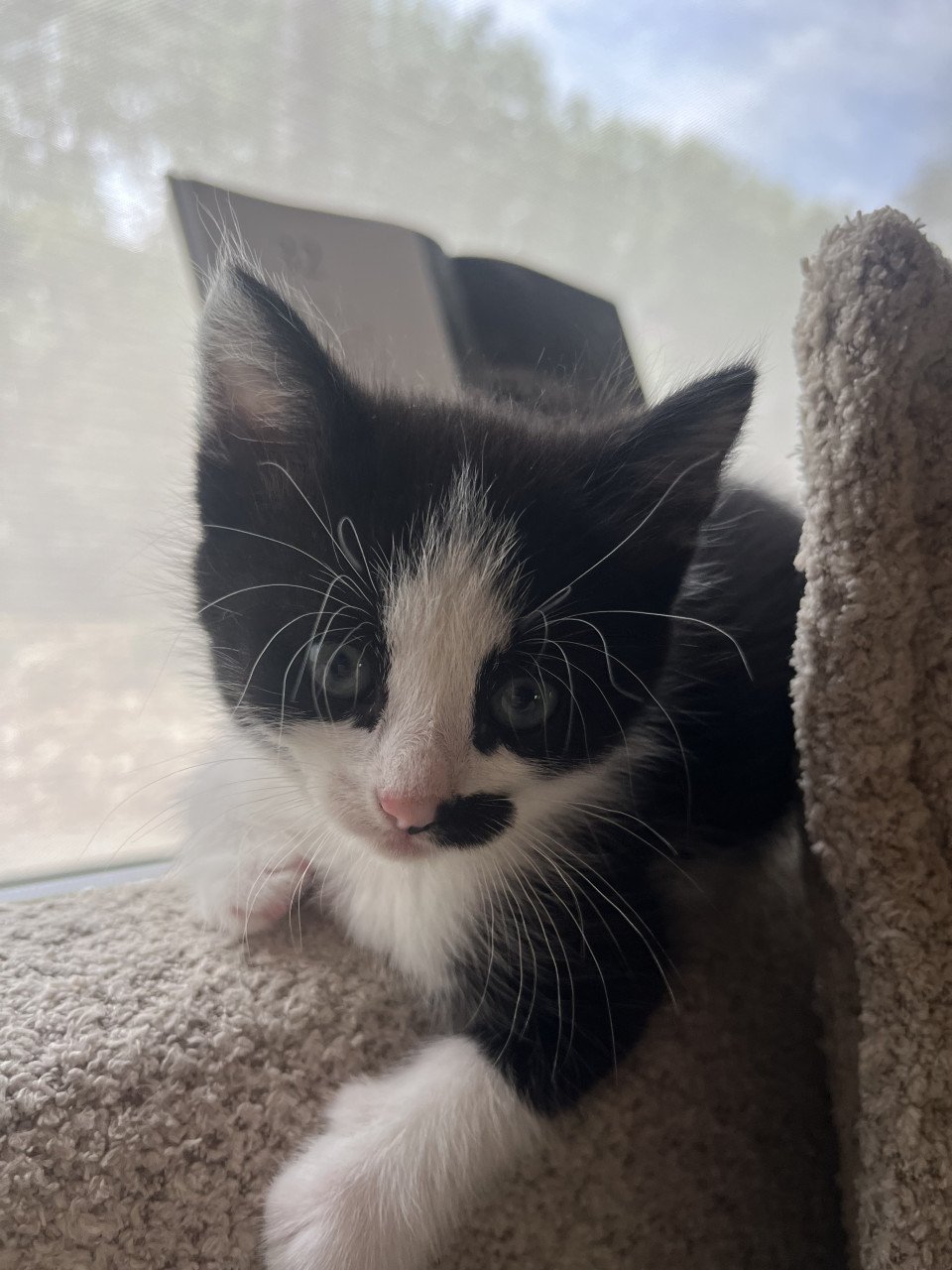 Kitten
