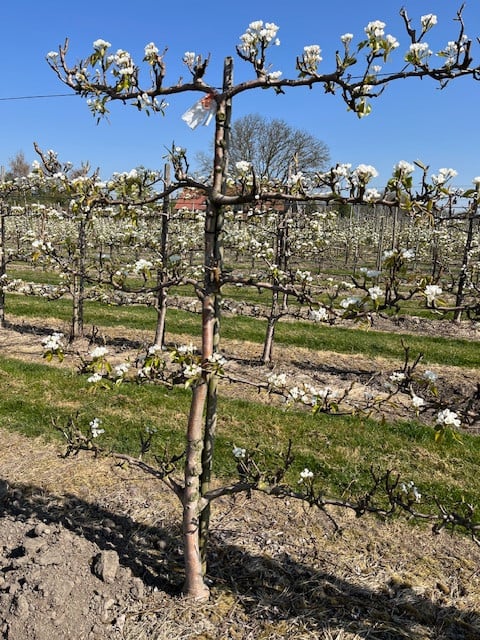 Fruit bomen in leivorm / Leibomen / Peer (Voorverkoop)
