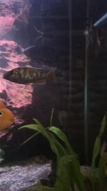 Aquariumvissen divers