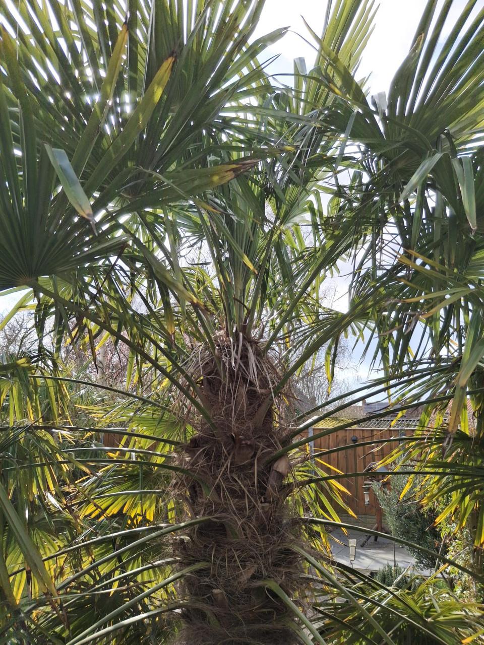 Palmboom (trachycarpus fortunei)