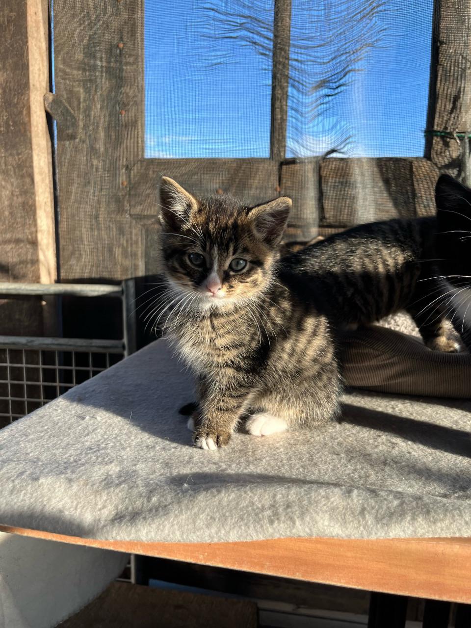 Lieve kittens te koop (gechipt en geent)